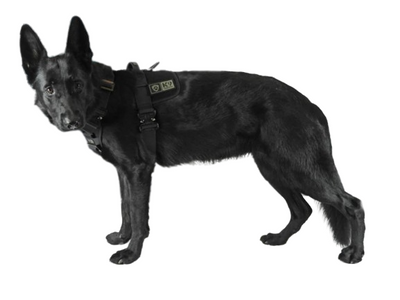Pettorine per Cani