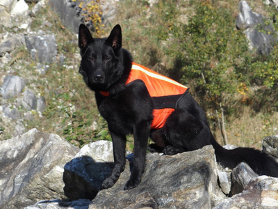 Gilet Catarifrangenti per Cani