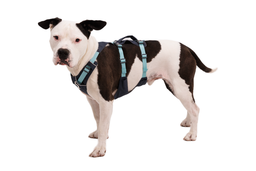 Ruffwear Flagline imbracatura, basalt gray