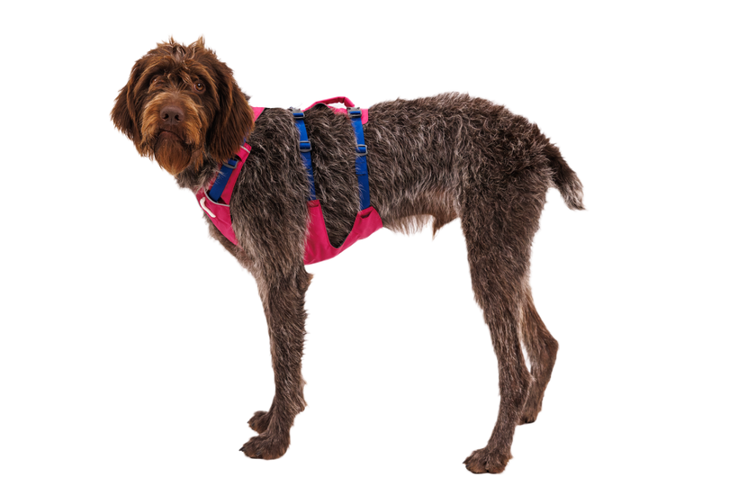 Ruffwear Flagline imbracatura, alpenglow pink