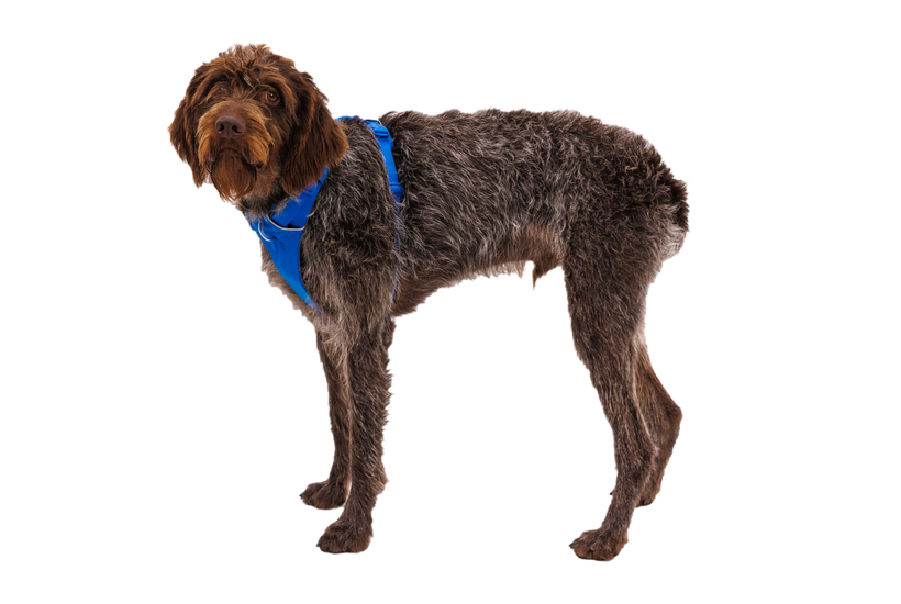 Ruffwear Front Range imbracatura, blue pool