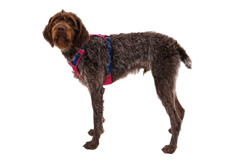 Ruffwear Hi & Light imbracatura, alpenglow pink