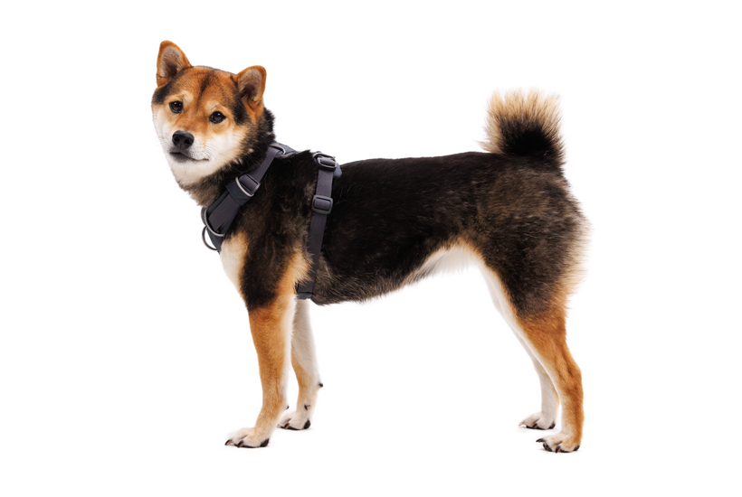 Ruffwear Front Range imbracatura, basalt gray