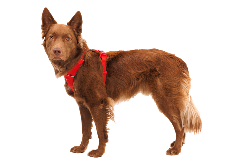 Ruffwear Front Range imbracatura, red canyon