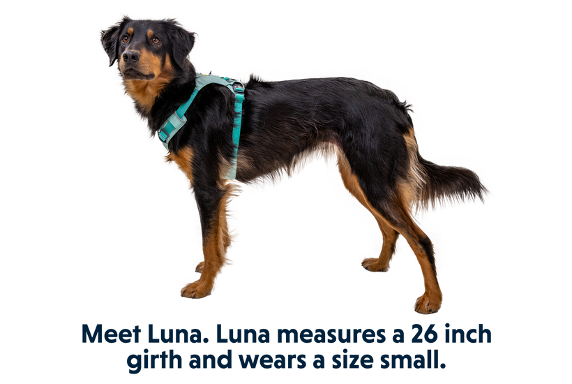 Ruffwear Hi & Light imbracatura, sage green