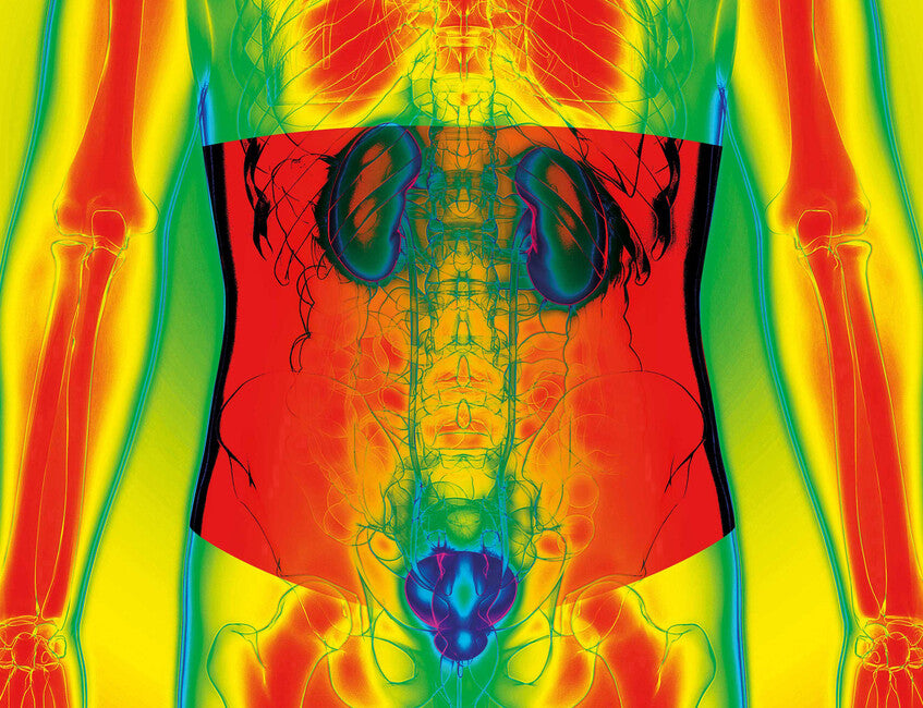 Kidneykaren Fascia lombare per il freddo