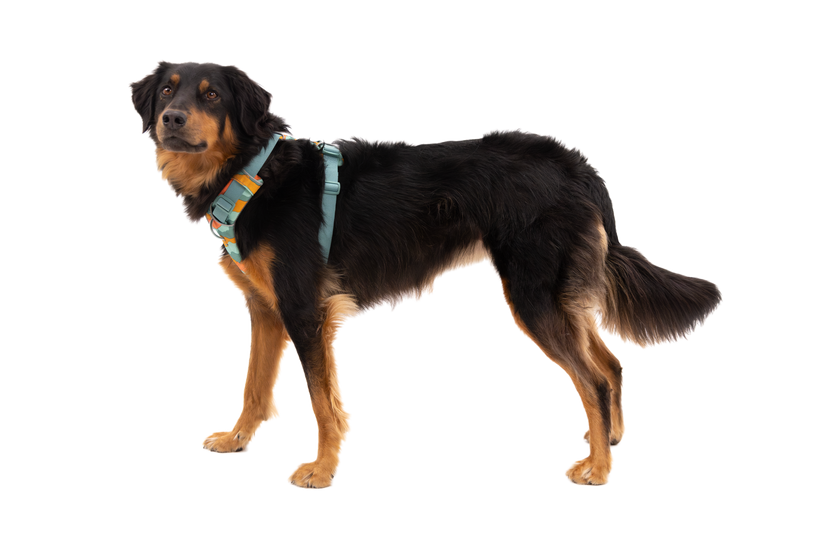 Ruffwear Front Range imbracatura, spring mountains