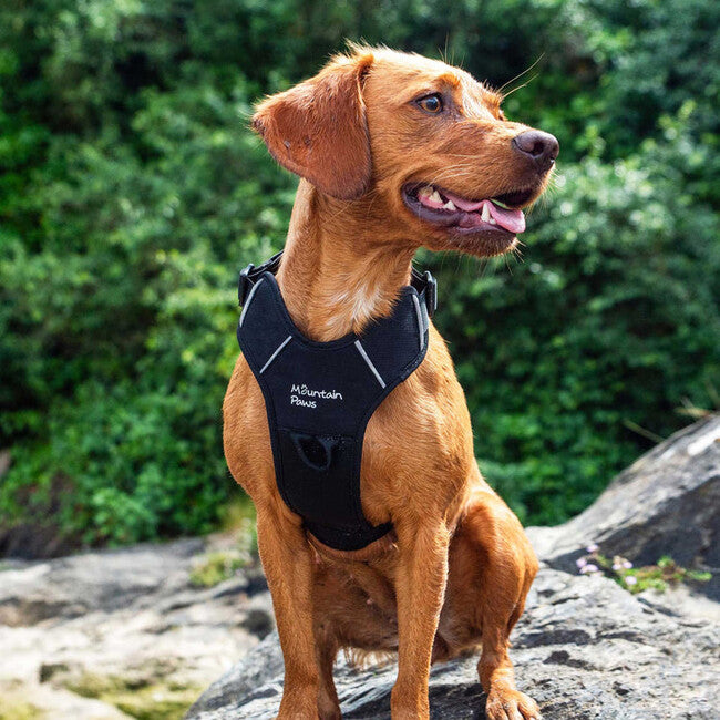 Mountain Paws Padded Dog Harness, Extra Large, Black
