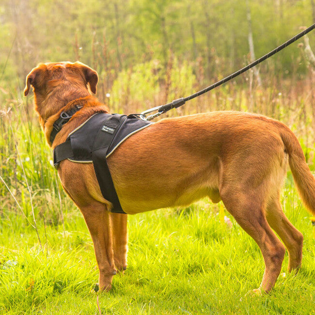 Mountain Paws Dog Harness Medium