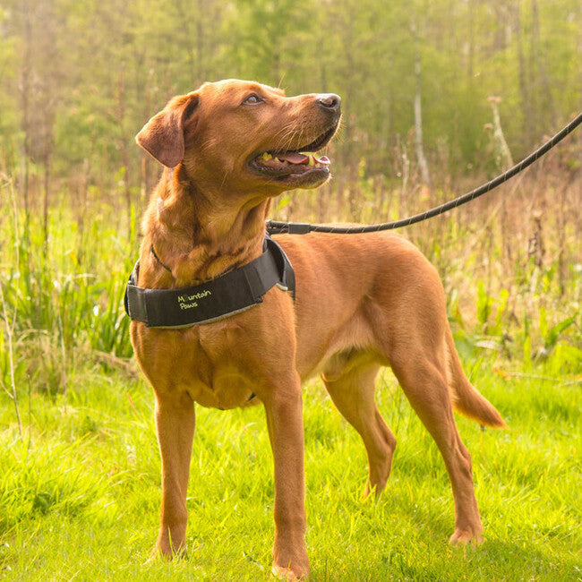 Mountain Paws Imbracatura per cani di taglia grande