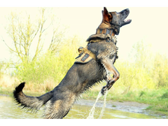 K9 Thorn σαμαράκι Delta, coyote