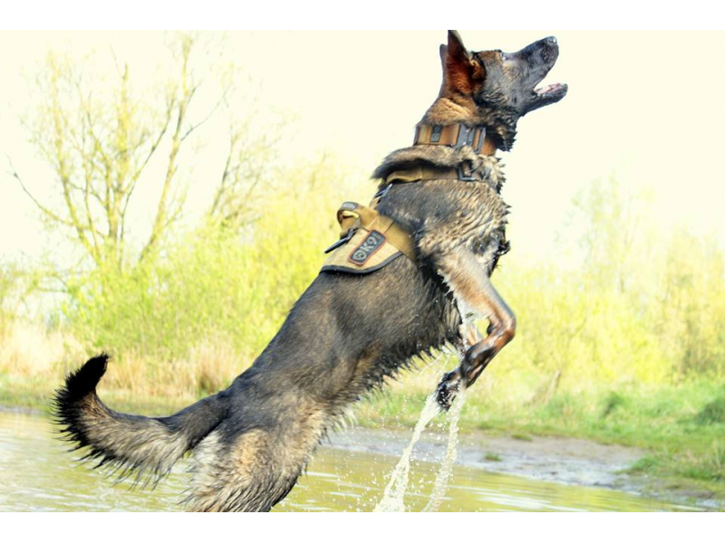 K9 Thorn Delta imbracatura, coyote marrone