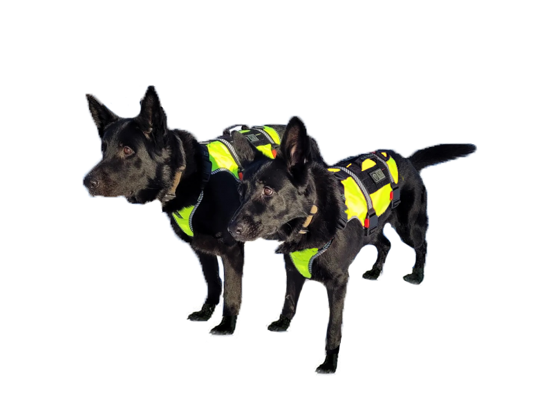K9 Thorn ONE imbracatura, giallo riflettente, XL