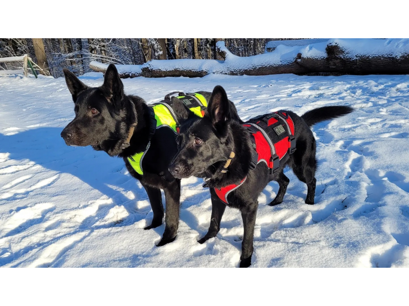 K9 Thorn One SS imbracatura XL, rosso