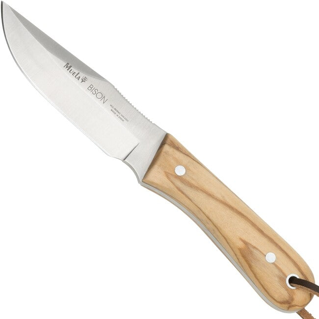 Muela Bison coltello a lama fissa, olive wood